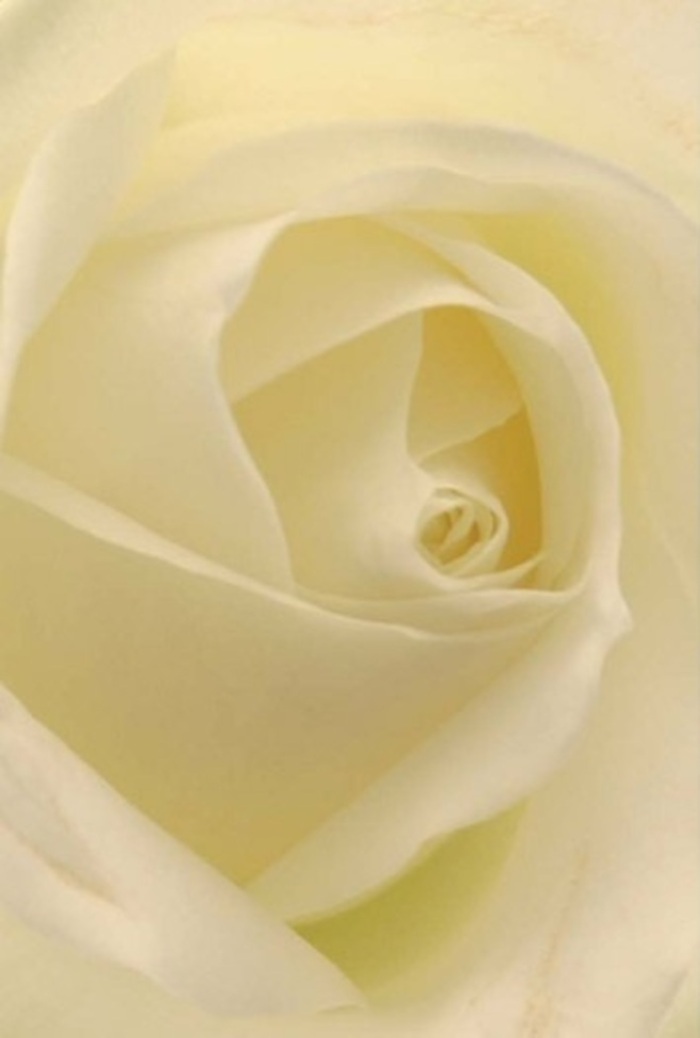 Viewed up close as if strolling past a morning flower stand on Green Street, this classic white rose offers a study in serenity and sophisticated design. The petals, a symphony of whites and creams, blend into one another, glowing as though lit from within. Gentle light plays over each curve, echoing the way sunlight filters through the avenues of Upton Park, bathing familiar spaces in gentle warmth. The rose's spiralled heart speaks of purity and inner resilience, its structure nearly flawless, and its subtle gradients of colour lending the bloom quiet depth. A flower like this is perfect for marking significant life moments-an elegant addition to an intimate wedding near Priory Park, a thoughtful apology, or a dignified gesture of remembrance. As you imagine the soft, clean fragrance, serenity fills the senses. The rose's beauty is a tribute to the skillful hands of local florists, its composition elevating both everyday spaces and once-in-a-lifetime events across the community with grace and understanding.