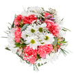 Celebrating the cheerful renewal of the East End, this bouquet is a masterful blend of white daisies and coral-pink carnations, thoughtfully arranged for Upton Park's diverse community. The daisies' bright, lime-touched centers rise from ruffled petals, isolated perfectly atop a generous bed of plush carnations whose texture shifts with every turn of the arrangement. Interspersed clouds of white gypsophila flutter like stars over this floral sky, infusing lightness and a gentle haze between more robust stems. Wisps of eucalyptus leaves and understated green sprigs frame the composition, echoing the calm oasis of local parks on Green Street. Hidden among the blooms, delicate alstroemeria buds streaked with lilac-pink await their reveal, promising yet more vibrancy to come. This arrangement, finished with Flowers Upton Park's expert touch, radiates joy and soothes with its balanced colours and textures-ideal for birthdays, congratulations, or as a spontaneous reminder of care and connection. Highlighted against a pure white background, the bouquet stands as a modern, heartfelt depiction of Upton Park's flourishing local artistry, ready for same-day delivery throughout the community.